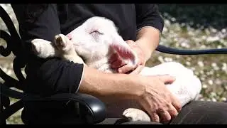 TRADIZIONE CULINARIA - TERRA - OSPITALIT&Agrave; Docu/intervista diretta da Roberto Totola
