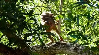Terrify scene !! Monster kidnapper Bonita kidnap and torturing  a baby monkey Sami screaming loudly