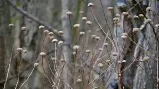 Shifting Season Soundscape - Michigan Winter & Spring Moments