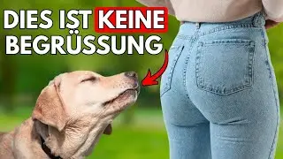 Der wahre Grund, warum Hunde an Hintern schn&uuml;ffeln (seltsam)