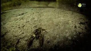 Il gambero di fiume, specie target del progetto IdroLIFE, minacciato dalle specie esotiche invasive.