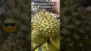 Harvest Musang King Durian #Shorts #Viral