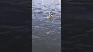Swimming with the Dolphins 9