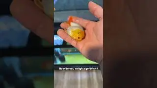 How do you weigh fish?