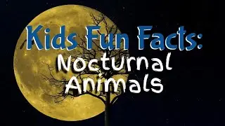 Kids Fun Facts: Nocturnal Animals (With Writing Prompts)