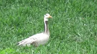 Indische Gans, Avenhorn