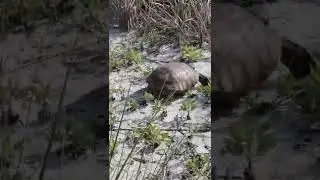 Retreat of the Vanquished (Gopher Turtles 