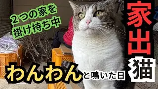 【地域猫】ブンが『わんわん』と鳴いた日