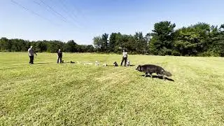 Suburban K9 Dog Training at Evesboro Downs in Evesham, New Jersey!