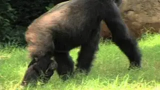 Gorilla Baby, Merry Leigh, Rides on Mom's Leg - Aug 15, 2011