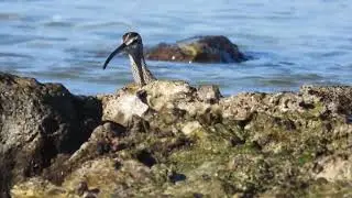 Chiurlo piccolo, Whimbrel (Numenius phaeopus)