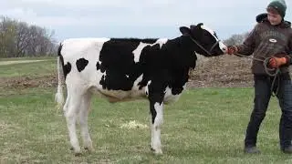 Lot 36 Manannah Cariimac-P*PO POLLED Potential 6th Gen VG/EX!