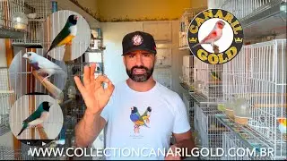 JUNTEI 8 CASAIS DE DIAMANTE GOULD!LUTINO,PINGUIM e PRATA!
