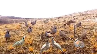 Traditional Bird Trap | Learning From Nature#birdtrap
