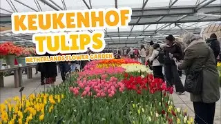 Keukenhof Tulips: A Riot of Color! (Netherlands Flower Garden)