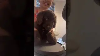 Dash plays the drums 🪘 🥁