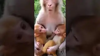 mankey shorts #shorts#viral#video#reels#trendingshort