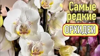 Орхидеи-бабочки, новелти, не-фаленопсисы 🫣🔥