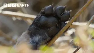 Disaster Strikes as Wild Dog Den Collapses Trapping Pups | Kingdom | BBC Earth