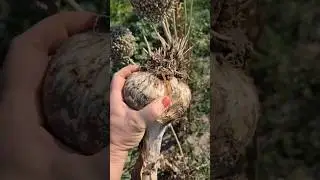 Elephant Garlic. Time to harvest #garlic #flowerszone #vegetables  #lule #garden  #kopsht #hudhra