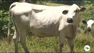 Características del BON registrado - La Finca de Hoy