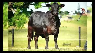 Lot 3 - BARRONESSA ASPEN 820S1 (P)
