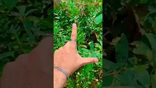 #foryou #minivlog #sistrology #vlog #blogger #yt #swag #cats #catvideos #pets #catlovers #viralvideo