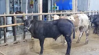 16_1_2026_ trại bò thành trung 2 _về mẹ con bò chữa bò đực vỗ béo LH 0977792285