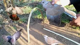 Technology Birds Trap caught a Laughing dove pair Easy Jungle Birds Trap Technique