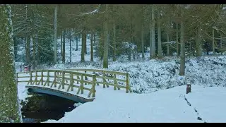 Ireland Snowy Forest 4K - Relaxing Winter Walk in the Woods