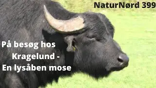 NaturNørd 399. Vandbøflerne m.m. står for naturgenopretningen.