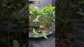 150 CANNABIS SEED GERMINATING 🌱 (TIME LAPSE) SNEAK PEEK. #autoflower #seeds #weed