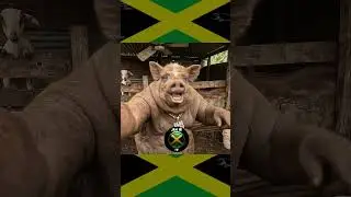Porky get boaty! Jamaican Animal Drama #jamaican Comedy - #jamaican Memes #jamaicancomedy  #shorts