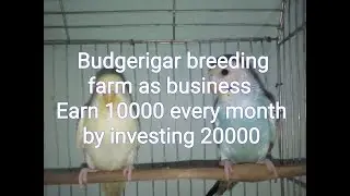 Budgerigar bird breeding farm, earn from bird farming business