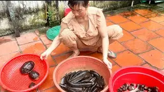ĐẶC LỜ CÁ TRÚNG ĐƯỜNG CÁ ĐI THĂM TRÚNG CÁ LÓC RÙA CẢ THAU MÊ QUÁ THĂM LỜ TRÚNG CÙNG NHÂN LÊ 