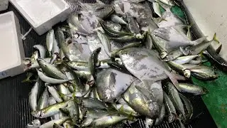 何気ない漁の様子。アジとマナガツオがそこそこ！　その後の晩酌が最高！