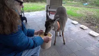 Dinner with Bambi and the herd (day 151)