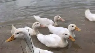 quick Nature Video!