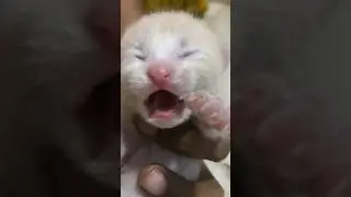 One week baby crying #kittensmeowing #catsound #thecatlife #shorts