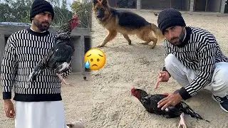Humra Shoq Pura na ho Saka😭 Bad News Related to Lasani Aseel Rooster 😓Pets Lover in Punjab 