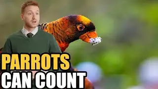 Parrots That Can Count?! Shocking Proof Birds Understand Numbers Up to Six