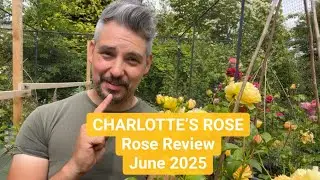 CHARLOTTE&rsquo;S ROSE Rose Review June 2025