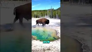 This US Park Is Sitting on a Supervolcano