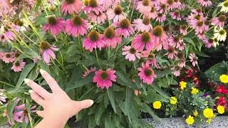 A recoger semillas de equinaceas #propagacion #seeds #collecting #4seasons #gardening #gardeningtips