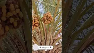 Seedless dates 🏝️ | for dates lovers | Share with dates lovers | Al Ain 2023 #shorts #viral