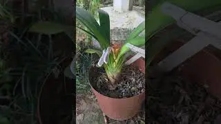 When Clivia Blooms Get Stuck | Fixing a Stuck Umbel #shorts