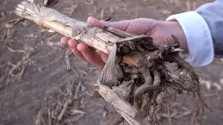 107. Feldexkursion: Abgeerntete Maisfelder f&uuml;r Wintergetreideaussaat vorbereiten