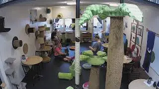 The Cat Cafe Live Stream
