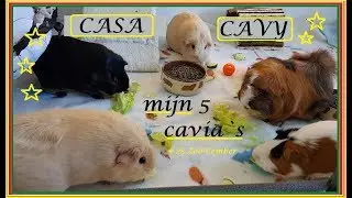 MIJN 5 CAVIA`S in hun CASA CAVY de cavia flat 🎄25🎄ZOO-CEMBER
