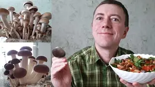 How to cook Italian Poplar mushroom in Italian?